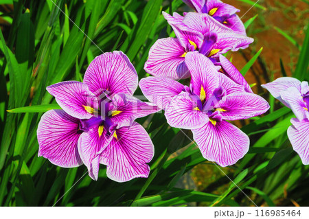 堀切菖蒲園（東京都葛飾区）のハナショウブの風景 116985464