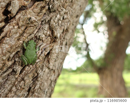 木の幹で休む雨蛙 木の幹で休む雨蛙 116985600