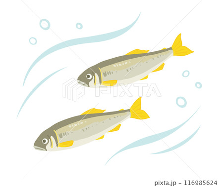 鮎のイラスト 116985624
