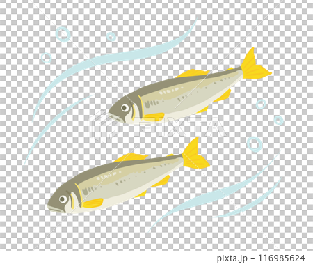 Ayu Illustration 116985624