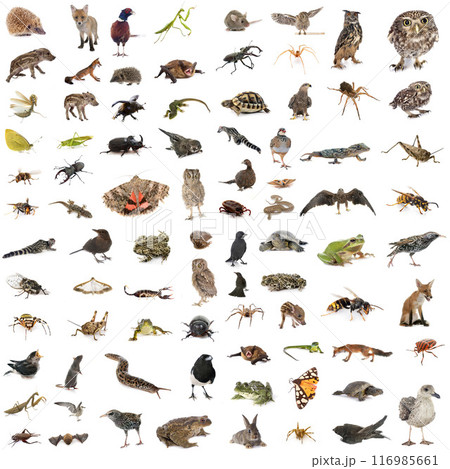 european wildlife in studio 116985661