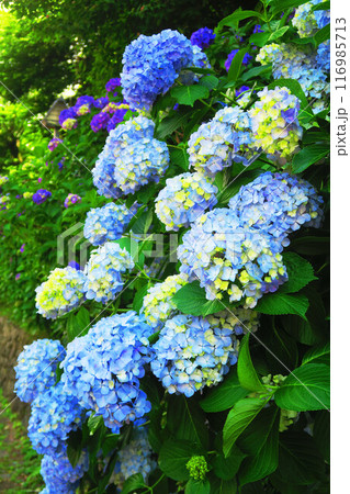 飛鳥の小径(東京都北区)のセイヨウアジサイの風景 飛鳥の小径(東京都北区)のセイヨウアジサイの風景 116985713