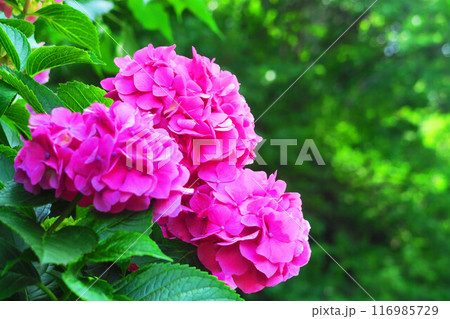 飛鳥の小径（東京都北区）のセイヨウアジサイの風景 116985729