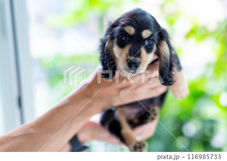 仔犬を抱っこする男性　カニンヘンダックスフンドの仔犬 116985733