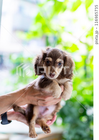 仔犬を抱っこする男性 カニンヘンダックスフンドの仔犬 仔犬を抱っこする男性 カニンヘンダックスフンドの仔犬 116985735