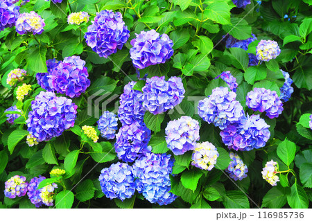 飛鳥の小径(東京都北区)のセイヨウアジサイの風景 飛鳥の小径(東京都北区)のセイヨウアジサイの風景 116985736