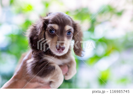 仔犬を抱っこする男性 カニンヘンダックスフンドの仔犬 仔犬を抱っこする男性 カニンヘンダックスフンドの仔犬 116985745