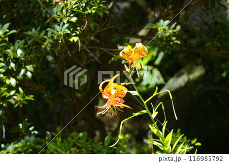 百合の花 百合の花 116985792
