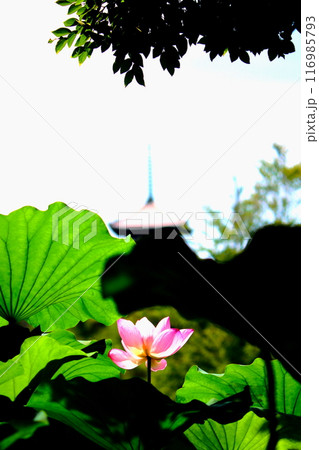 三渓園 三渓園 116985793