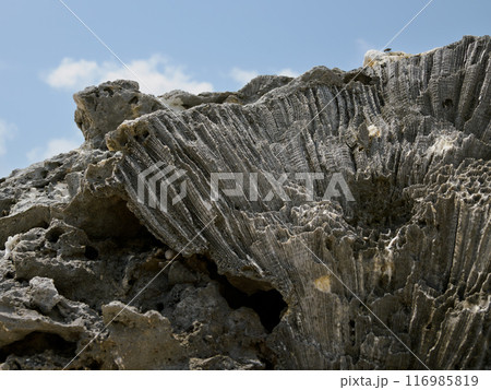石垣島海岸の珊瑚の化石 石垣島海岸の珊瑚の化石 116985819