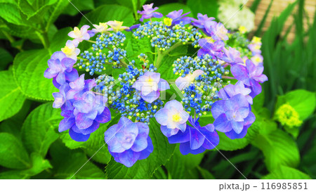 満開のガクアジサイの花の風景 満開のガクアジサイの花の風景 116985851