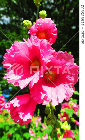 夏のタチアオイの花が咲き誇っている風景 夏のタチアオイの花が咲き誇っている風景 116985932