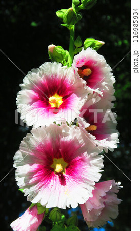 夏のタチアオイの花が咲き誇っている風景 夏のタチアオイの花が咲き誇っている風景 116985934