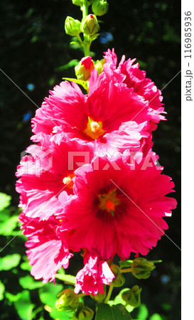 夏のタチアオイの花が咲き誇っている風景 116985936