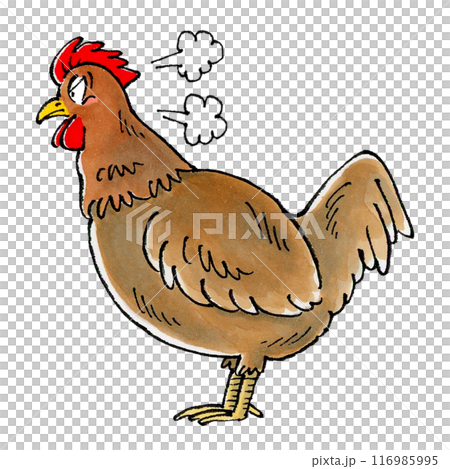 怒る茶色いニワトリ 怒る茶色いニワトリ 116985995