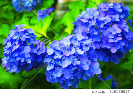 飛鳥の小径(東京都北区)のセイヨウアジサイの風景 飛鳥の小径(東京都北区)のセイヨウアジサイの風景 116986037