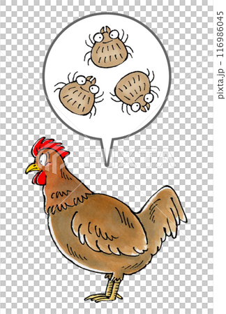棕色的雞和蜱蟲 棕色的雞和蜱蟲 116986045