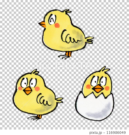 ヒヨコセット 116986049