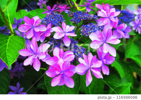 満開のガクアジサイの花の風景 満開のガクアジサイの花の風景 116986086
