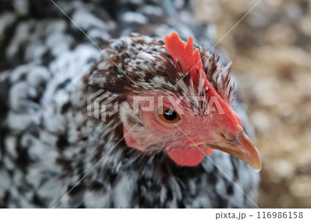 Hen on private farm in chicken coop close up. Comb and beak. Poultry farming and agriculture. Purebred breeding. Hen on private farm in chicken coop close up. Comb and beak. Poultry farming and agriculture. Purebred breeding. 116986158