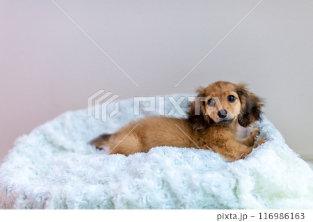 カニンヘンダックスフンドの仔犬 カニンヘンダックスフンドの仔犬 116986163