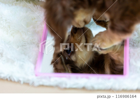 カニンヘンダックスフンドの仔犬 116986164