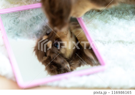 カニンヘンダックスフンドの仔犬 116986165