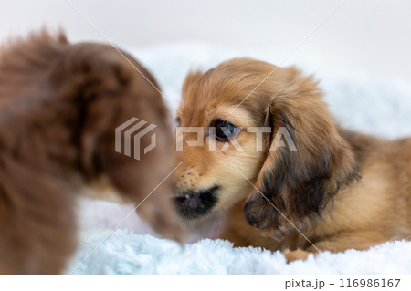 カニンヘンダックスフンドの仔犬 カニンヘンダックスフンドの仔犬 116986167