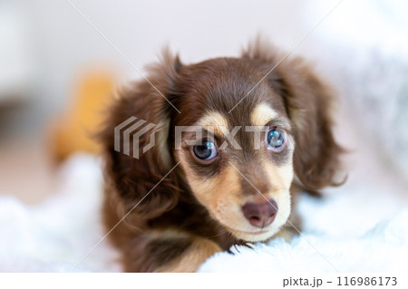 カニンヘンダックスフンドの仔犬 カニンヘンダックスフンドの仔犬 116986173