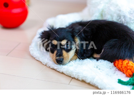 カニンヘンダックスフンドの仔犬 116986176