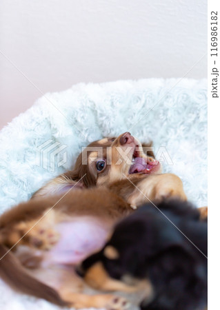 カニンヘンダックスフンドの仔犬 カニンヘンダックスフンドの仔犬 116986182