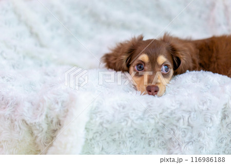 カニンヘンダックスフンドの仔犬 カニンヘンダックスフンドの仔犬 116986188