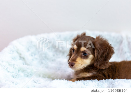 カニンヘンダックスフンドの仔犬 カニンヘンダックスフンドの仔犬 116986194
