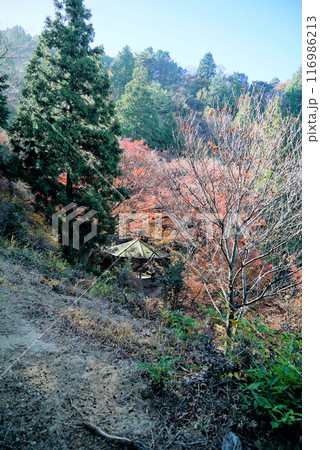 きれいな紅葉_宮路山 116986213