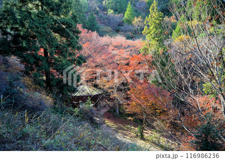 きれいな紅葉_宮路山 116986236