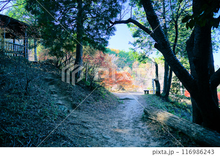 きれいな紅葉_宮路山 116986243
