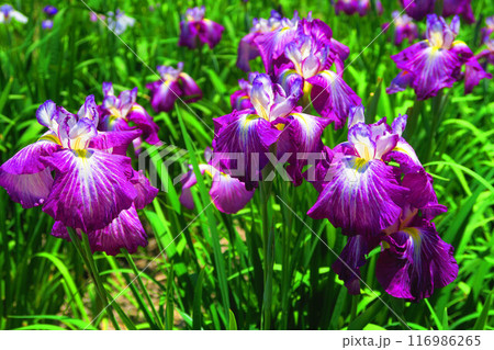 染谷花しょうぶ園の満開のハナショウブの風景 116986265