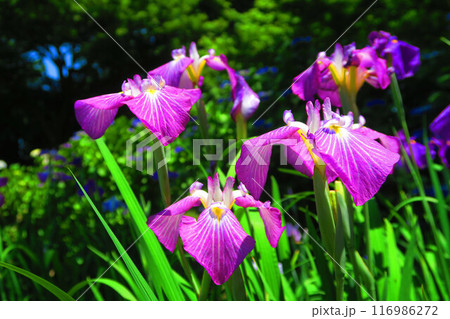染谷花しょうぶ園の満開のハナショウブの風景 染谷花しょうぶ園の満開のハナショウブの風景 116986272