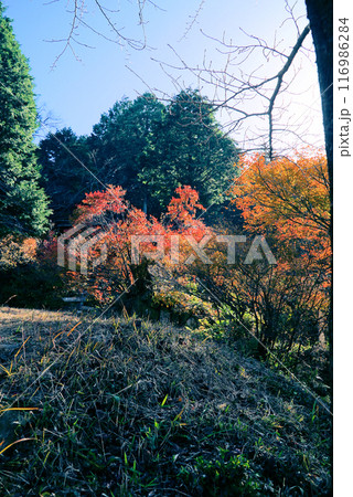 きれいな紅葉_宮路山 116986284