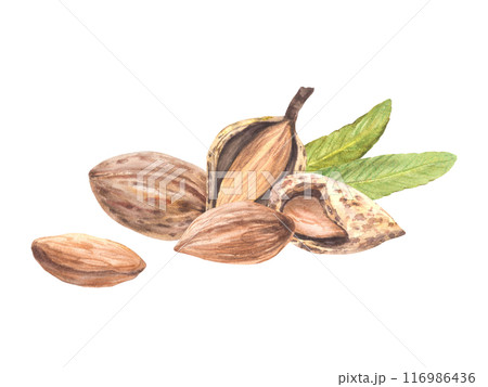 Almond nuts, peeled and in the nutshell with leaves. Watercolor painted vegan food. Botanical composition, snack pile. Illustration with stone fruit. Clipart on isolated background for print, label. Almond nuts, peeled and in the nutshell with leaves. Watercolor painted vegan food. Botanical composition, snack pile. Illustration with stone fruit. Clipart on isolated background for print, label. 116986436