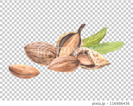 Almond nuts, peeled and in the nutshell with leaves. Watercolor painted vegan food. Botanical composition, snack pile. Illustration with stone fruit. Clipart on isolated background for print, label. Almond nuts, peeled and in the nutshell with leaves. Watercolor painted vegan food. Botanical composition, snack pile. Illustration with stone fruit. Clipart on isolated background for print, label. 116986436