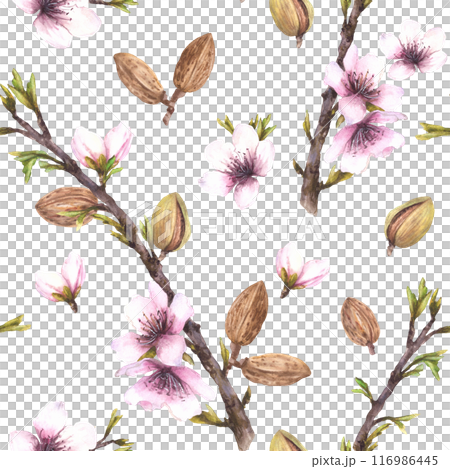 Almond tree branch with nuts, leaves and flowers. Botanical spring seamless pattern. Watercolor illustration hand drawn. Floral Clipart for wallpaper, packaging, cosmetic label on isolated background 116986445