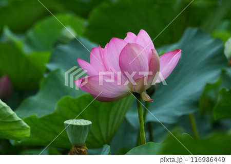 ハスの花 116986449