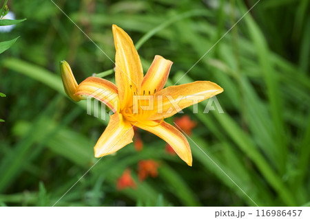 ノカンゾウの花 ノカンゾウの花 116986457