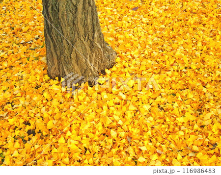 公園の銀杏の根元に散った黄葉の枯れ葉 公園の銀杏の根元に散った黄葉の枯れ葉 116986483
