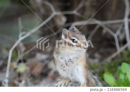頬をふっくらさせて、可愛いシマリス 116986569