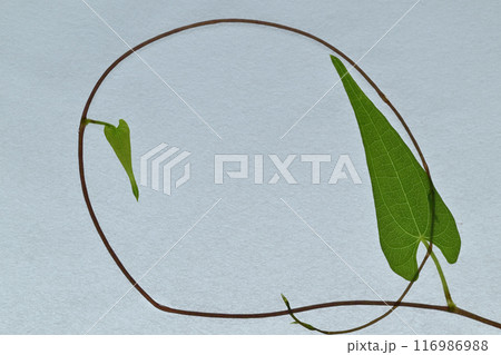 和紙と山芋蔓のフレーム【背景素材】 116986988