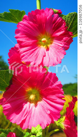 満開のピンク色のタチアオイと青空の風景 満開のピンク色のタチアオイと青空の風景 116987056