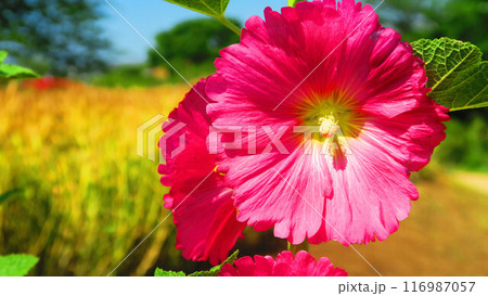 満開のピンク色のタチアオイと青空の風景 満開のピンク色のタチアオイと青空の風景 116987057