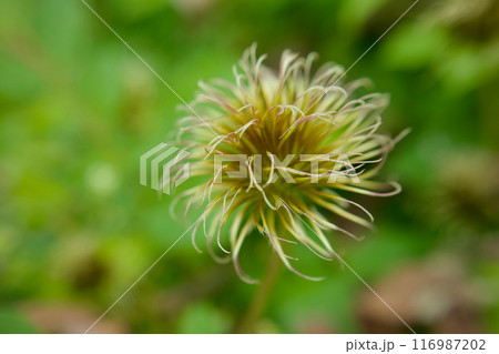 種を宿し花弁を脱ぐ。クレマチス「さぬき王妃」のシベ。花言葉は「精神の美」「甘い束縛」。 116987202